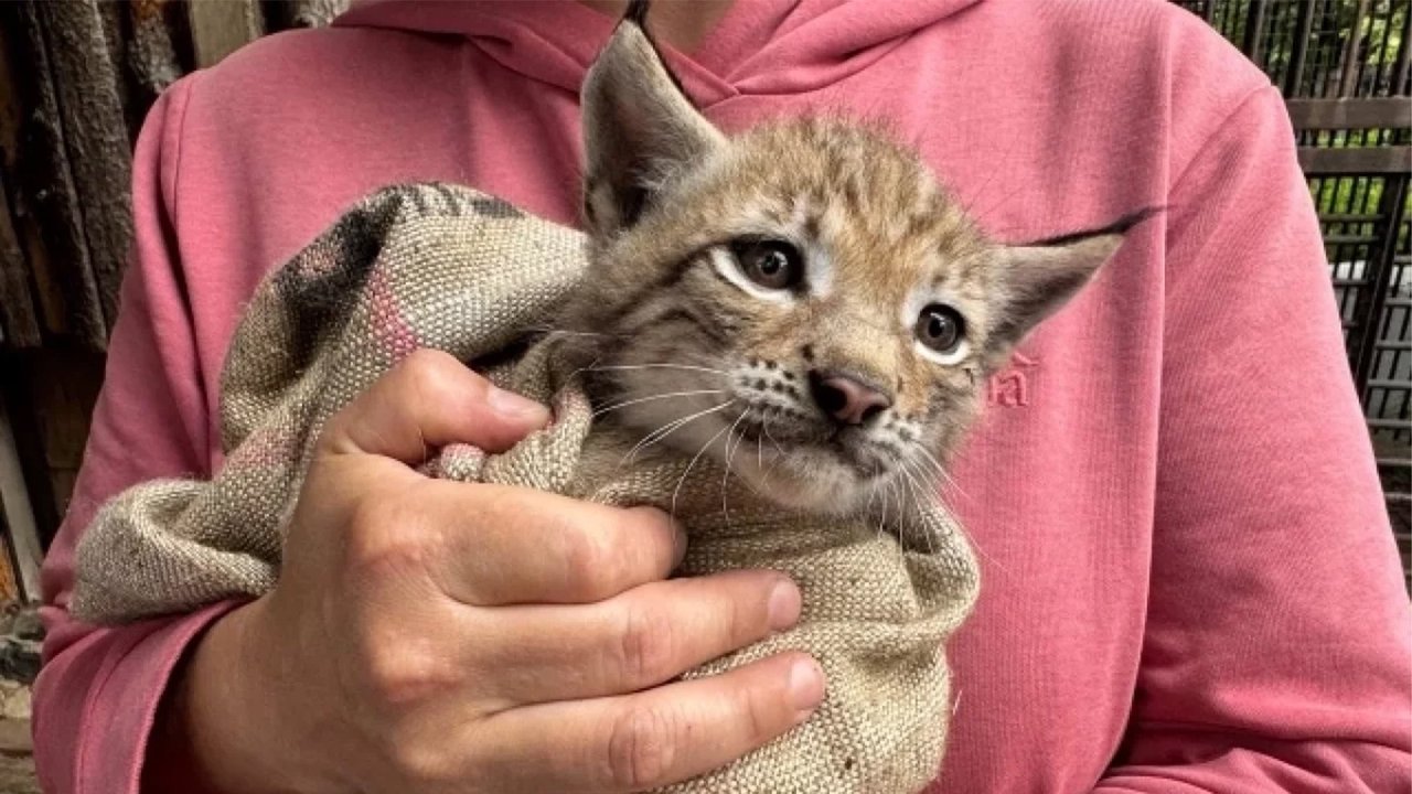 Котенок рыси на руках у человека Котенок рыси на руках у человека