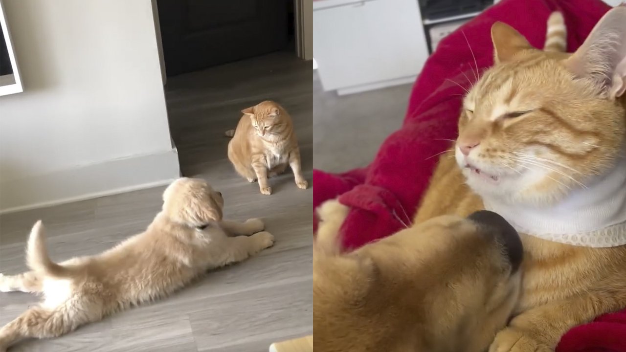 Ретривер и рыжий кот Ретривер и рыжий кот