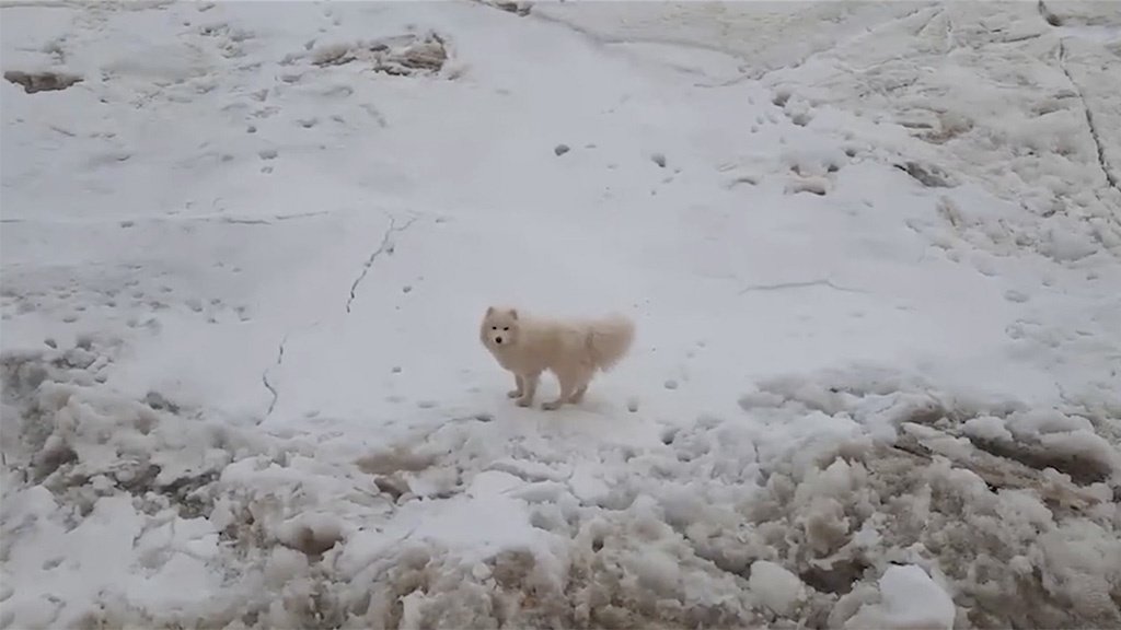 Самоед