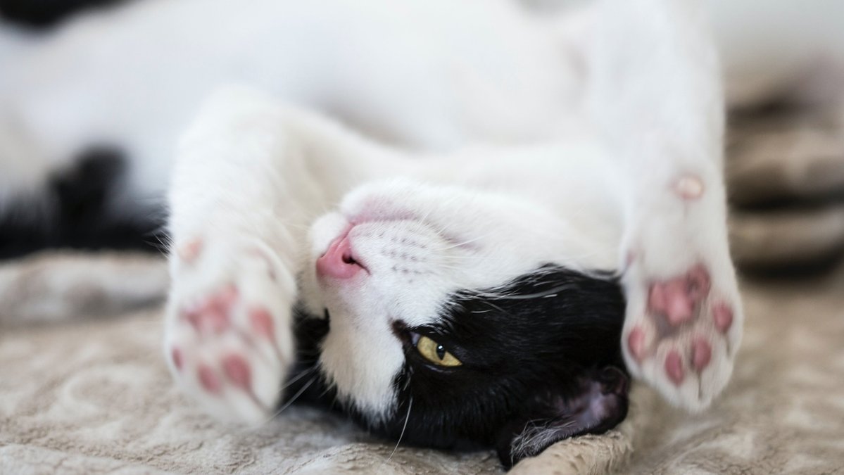 Pets Pets