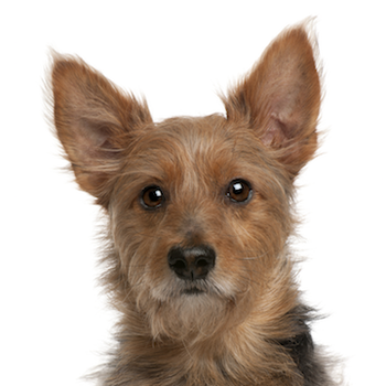 Австралийский терьер - описание породы собак: характер, особенности  поведения, размер, отзывы и фото - Питомцы Mail.ru