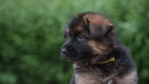 В ЕАО на службу в УФСИН поступили три немецкие овчарки