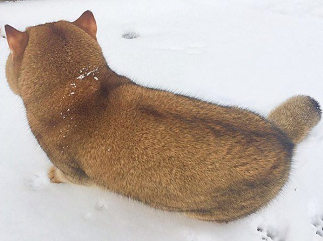 В Сети нашли кошку, похожую на собаку