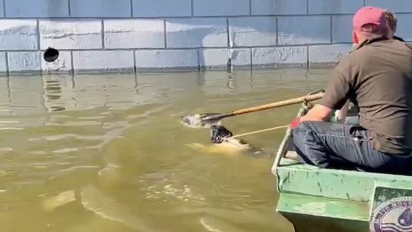 В Москве спасли пса, который больше часа плавал в Яузе