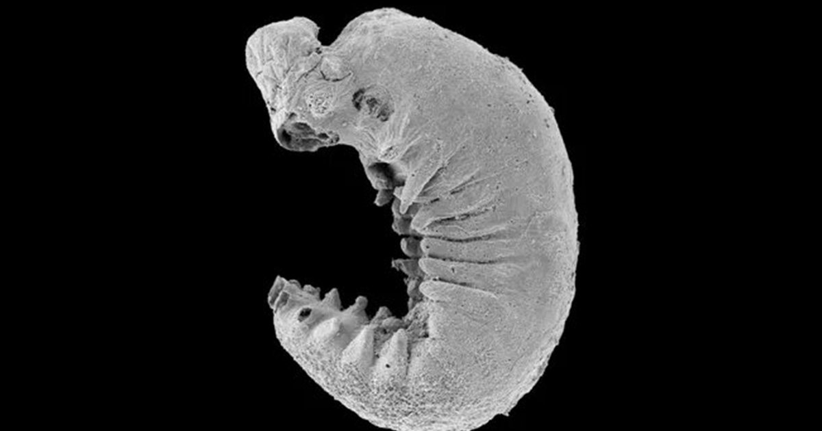 Взгляните на окаменелость личинки с сохраненным мозгом — ей 500 миллионов лет
