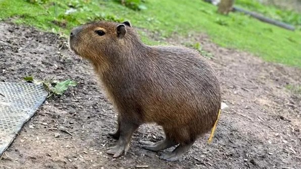 Из зоопарка в Англии сбежала любимица посетителей — капибара Корица