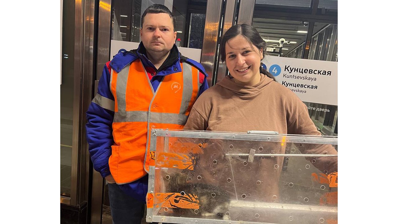 Котенок у волонтеров Котенок у волонтеров