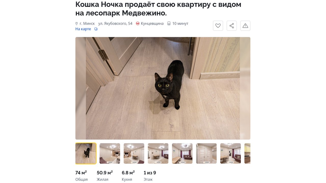 Усатый риелтор: кошка продает 3-комнатную квартиру в Минске Усатый риелтор: кошка продает 3-комнатную квартиру в Минске