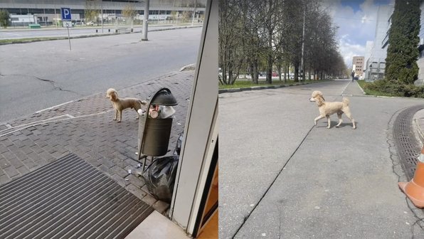 В Москве женщина бросила пуделя, с которым не пускали в метро