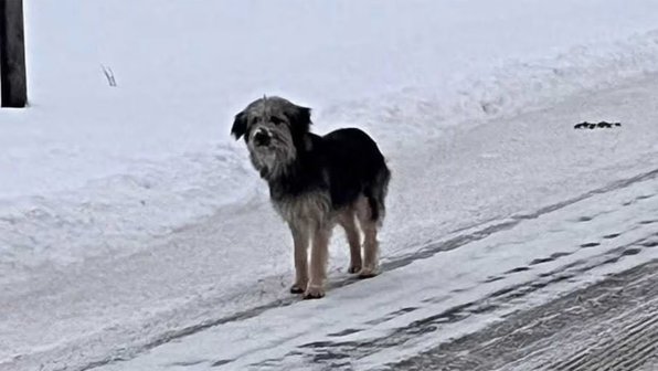 Собаку из Ленобласти нашли в лесах Финляндии — дома остались щенки