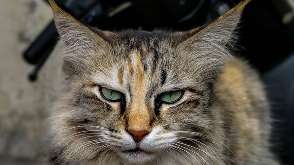 10 котов-психопатов