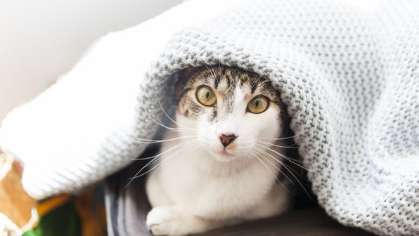 Как понять, что коту холодно дома
