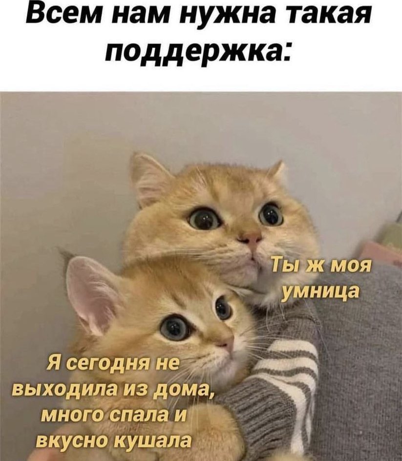 Кот, который поддержит