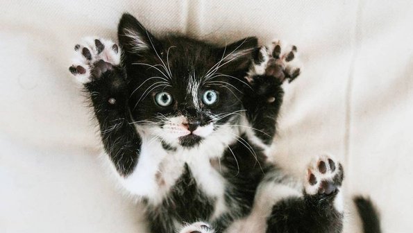 10 кошек и собак, которые готовы к Хеллоуину