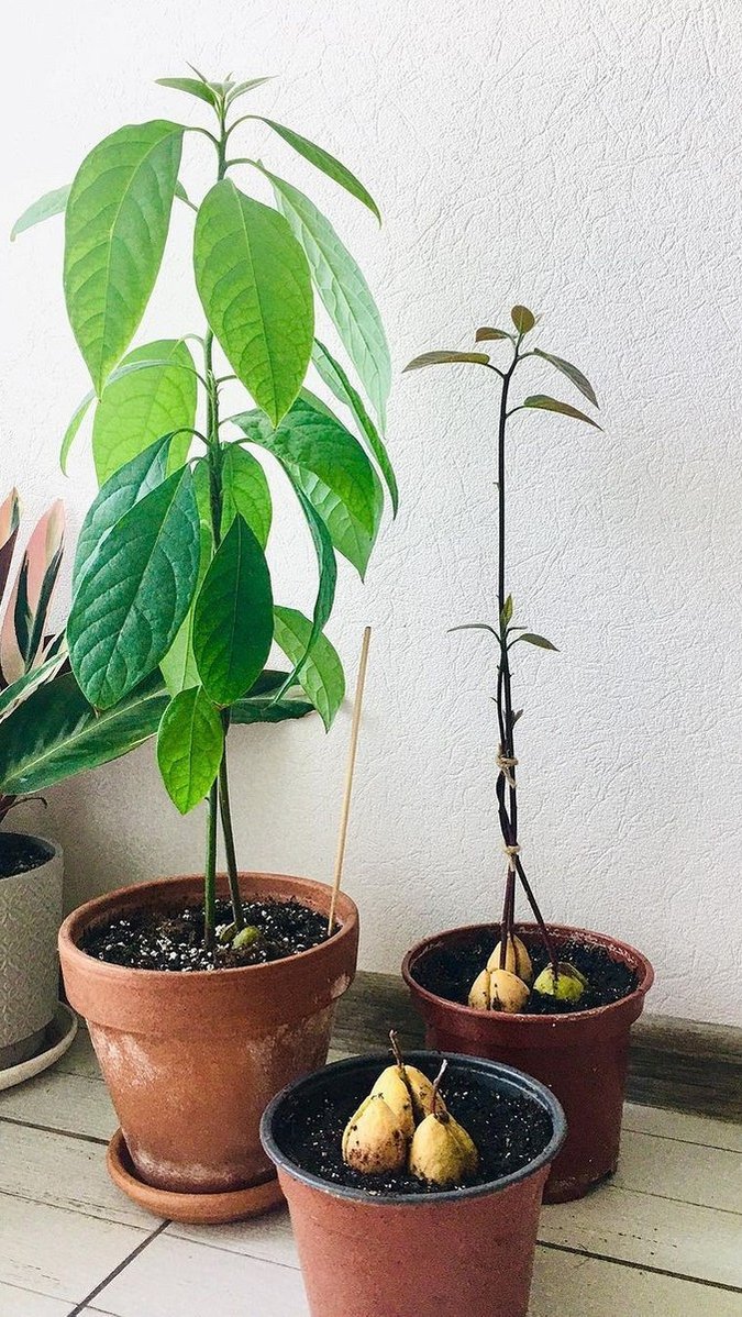 Прорастить авокадо из косточки в домашних условиях пошаговое фото