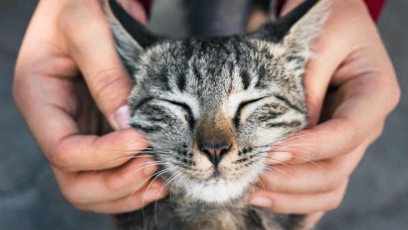 Ласка и объятия: какой язык любви у вашей кошки?