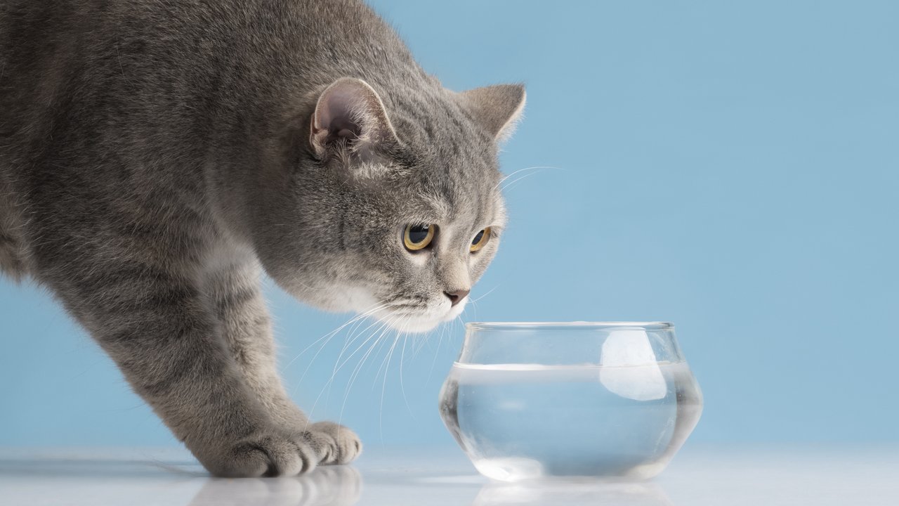 10 интересных фактов о том, как пьют кошки - Питомцы Mail.ru