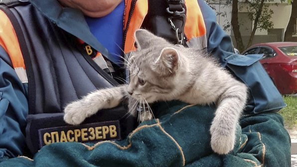 Дерево, лестница, рукавицы: еще одного котенка спасли в Москве