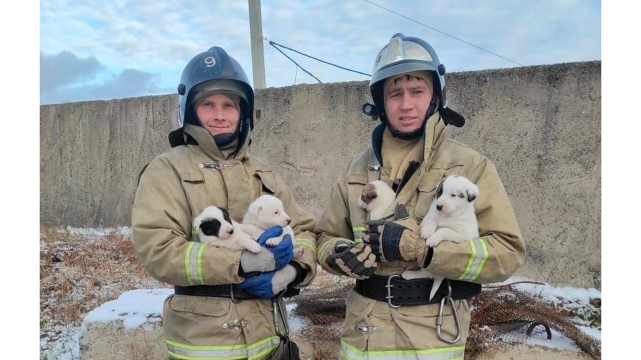 Все щенки и их мама поехали временно жить в пожарную часть