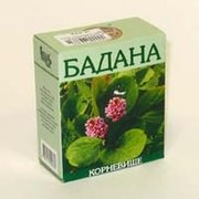 БАДАНА КОРНЕВИЩА