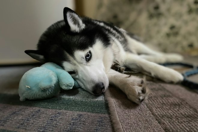 собака с игрушкой