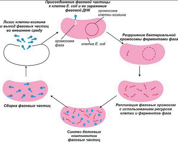 Жизненный цикл вируса (на примере бактериофага, заражающего кишечную палочку). Фото: DTN