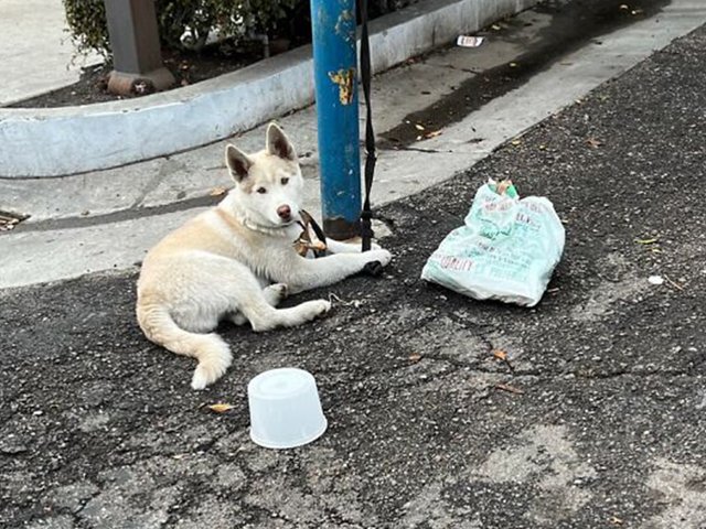 Хозяева бросили хаски привязанным к столбу и не вернулись