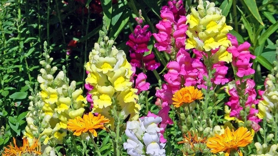 Snapdragon