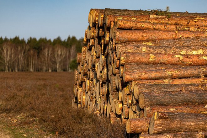 Срубленные деревья Срубленные деревья