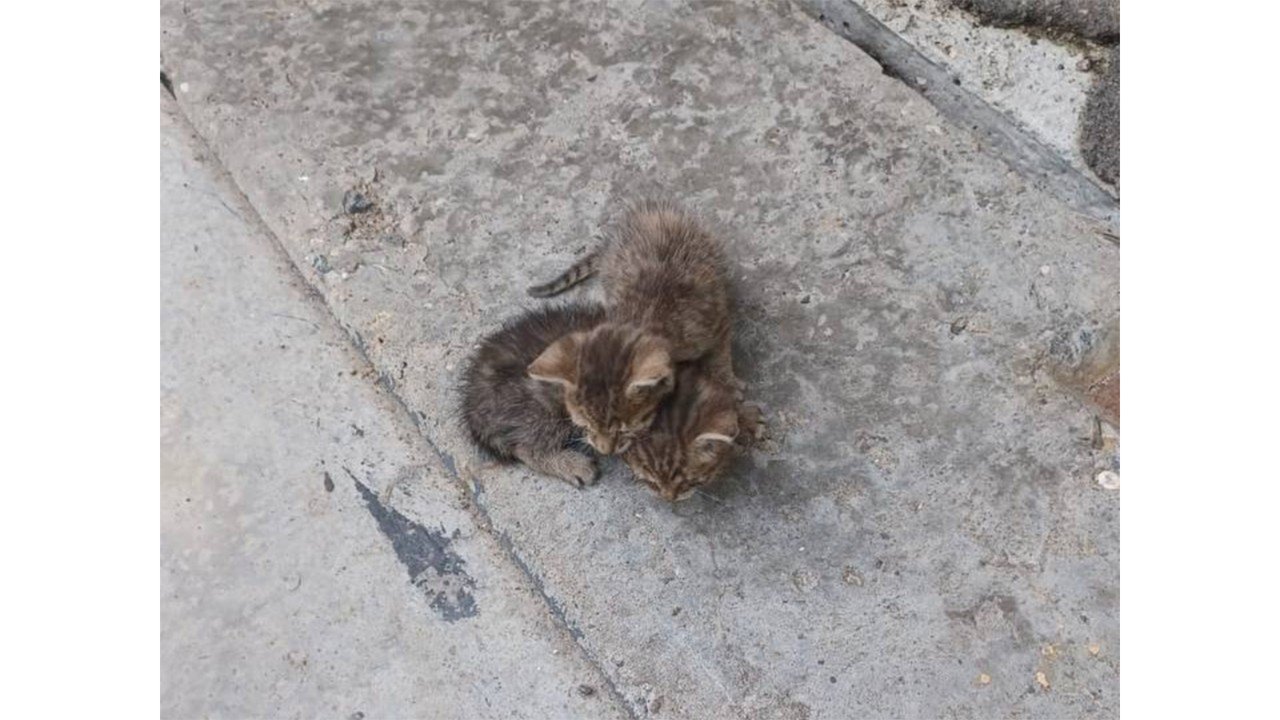 Котята Котята