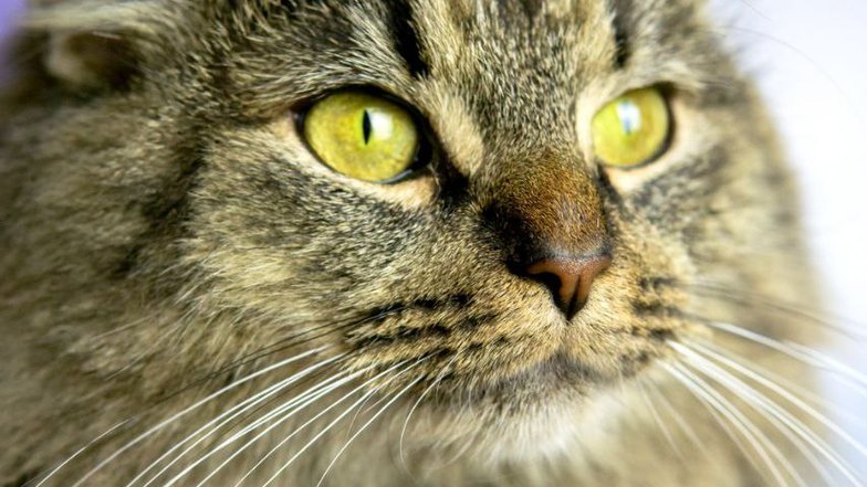 Котик по имени Игорь Котик по имени Игорь