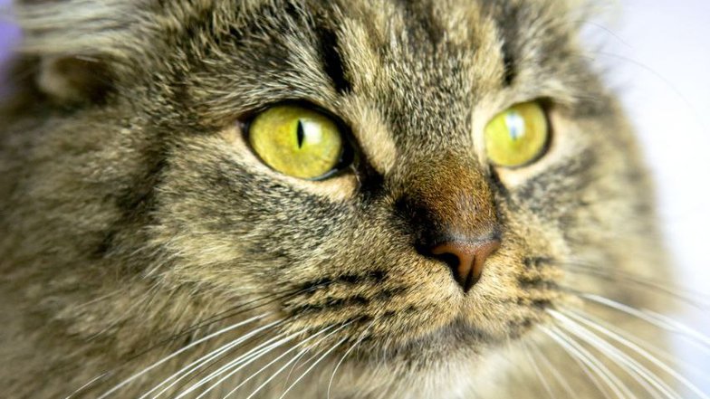 Котик по имени Игорь Котик по имени Игорь