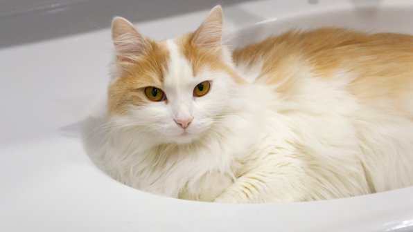 Почему кошки обожают лежать в раковине?
