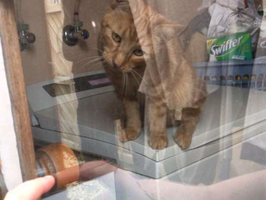Pets.mail.ru Pets.mail.ru