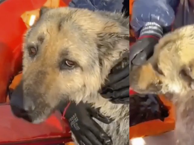 Были видны лишь глаза: в наводнении под Самарой спасли собаку