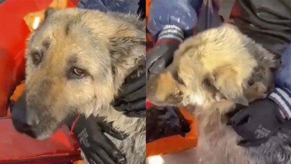 Были видны лишь глаза: от наводнения под Самарой спасли собаку