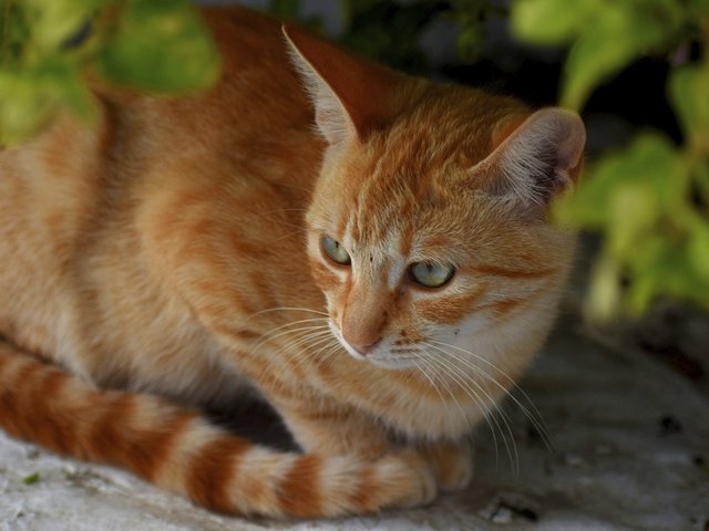 Кот-садовник превратил кашпо в личный цветник