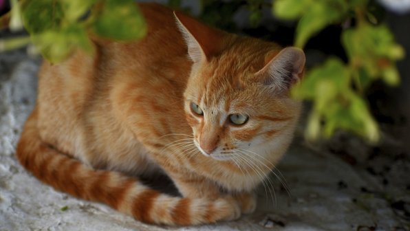 Кот-садовник превратил кашпо в личный цветник