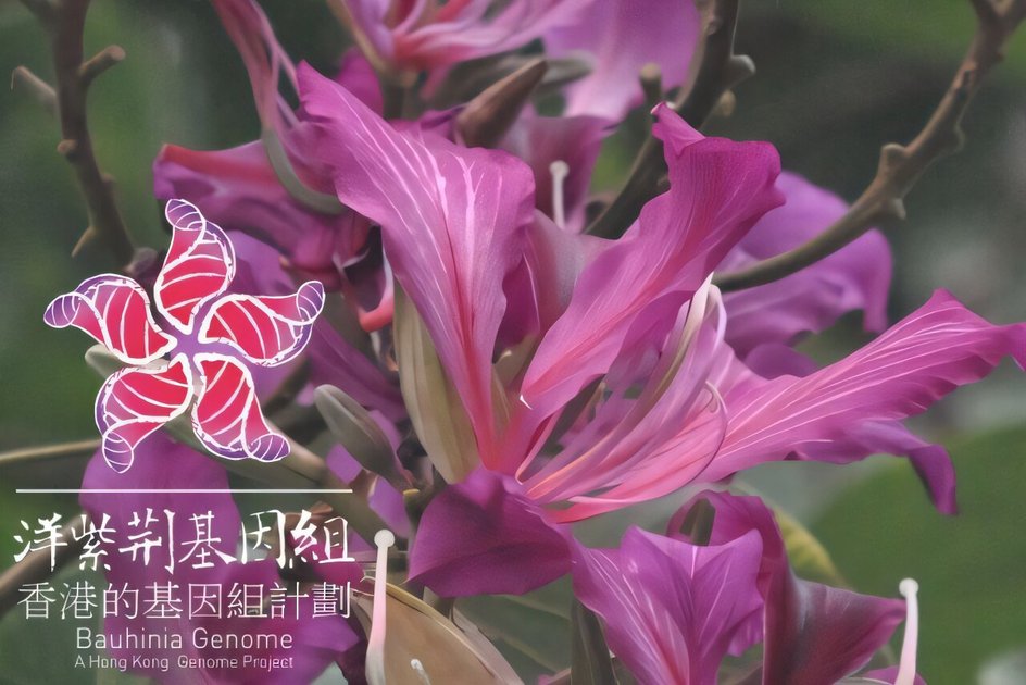 Bauhinia x blakeana Dunn крупным планом Bauhinia x blakeana Dunn крупным планом
