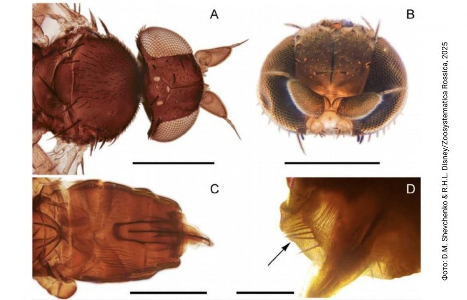 мухи-горбатки вида Microselia rossica (Phoridae)