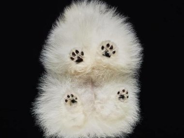 Pets.mail.ru Pets.mail.ru