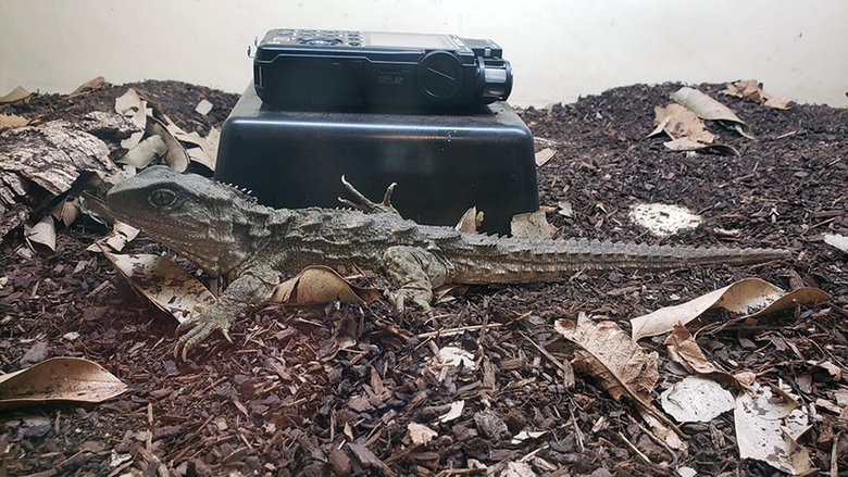 Ящерицы тоже разговаривают через дыхание. Фото: New Atlas