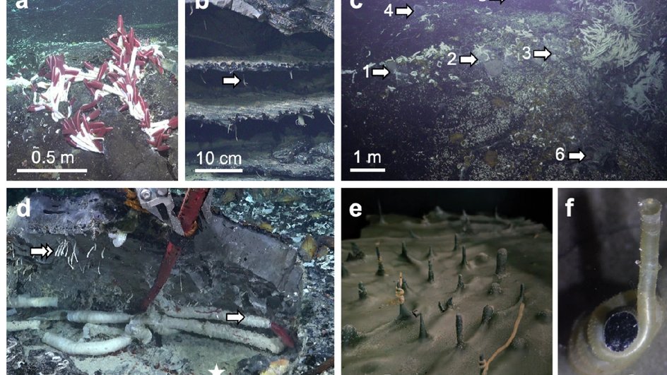 Примеры существ, обнаруженных под дном Тихого океана