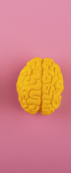 размер человеческого мозга