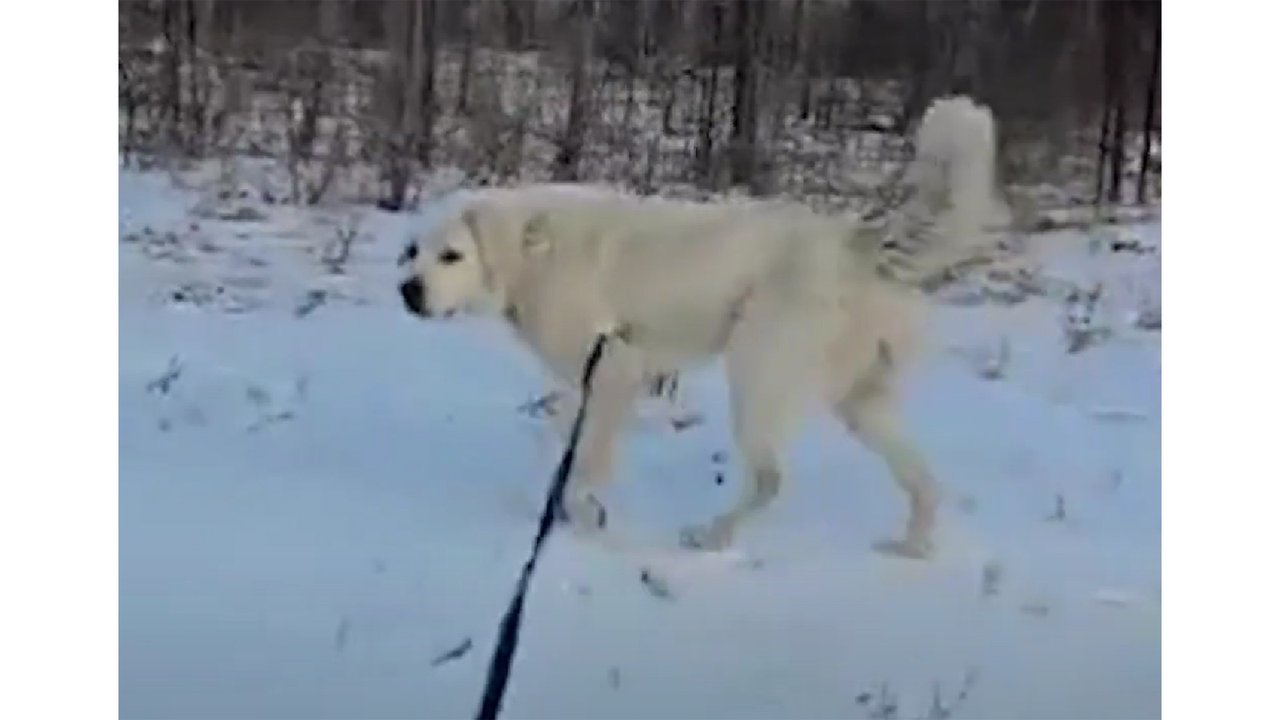 Брошенные в гараже собаки восстановились и готовы к новой жизни