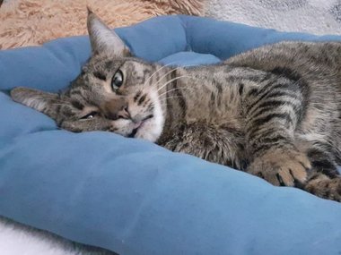 Кошечка по имени Мышель Кошечка по имени Мышель