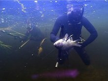 Кадр из Мир подводной охоты