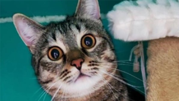 Люди отказались от крупного кота, потому что он слишком игривый