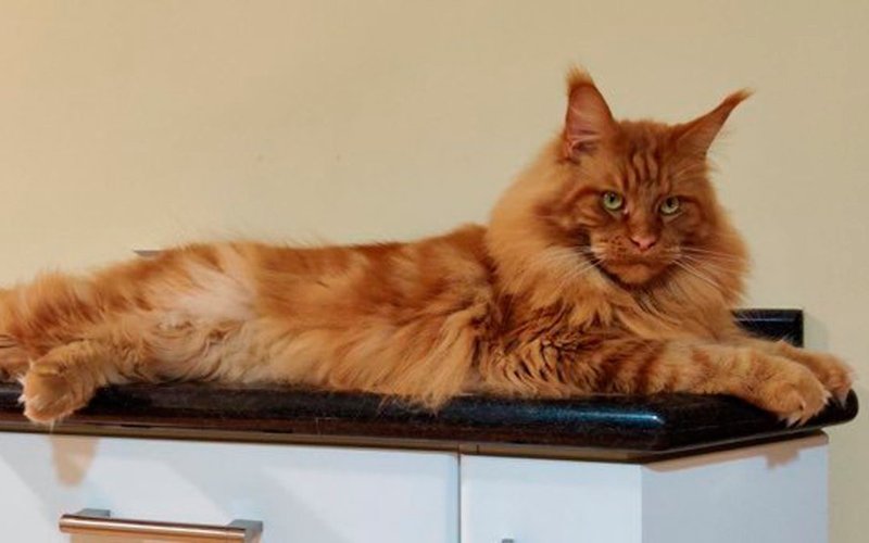 Не любить невозможно» | Владелица пяти мейн-кунов о жизни с гигантскими  кошками - Питомцы Mail.ru