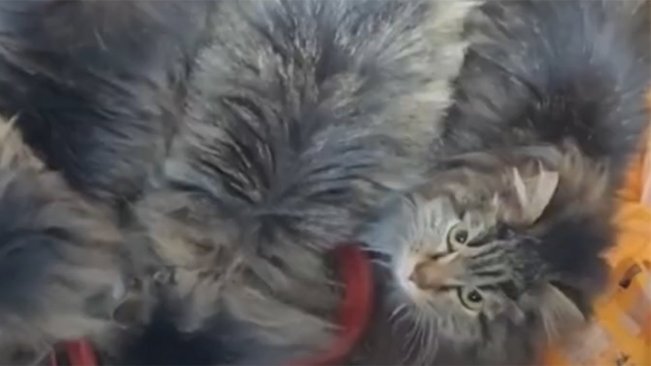 Трех котов-близнецов спасли от голода сотрудники МАСС Трех котов-близнецов спасли от голода сотрудники МАСС